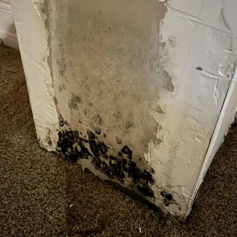Professional Mold Removal in Bethel Park, PA